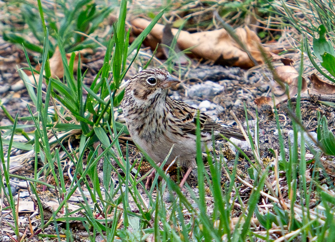 Vesper Sparrow - Art Webster