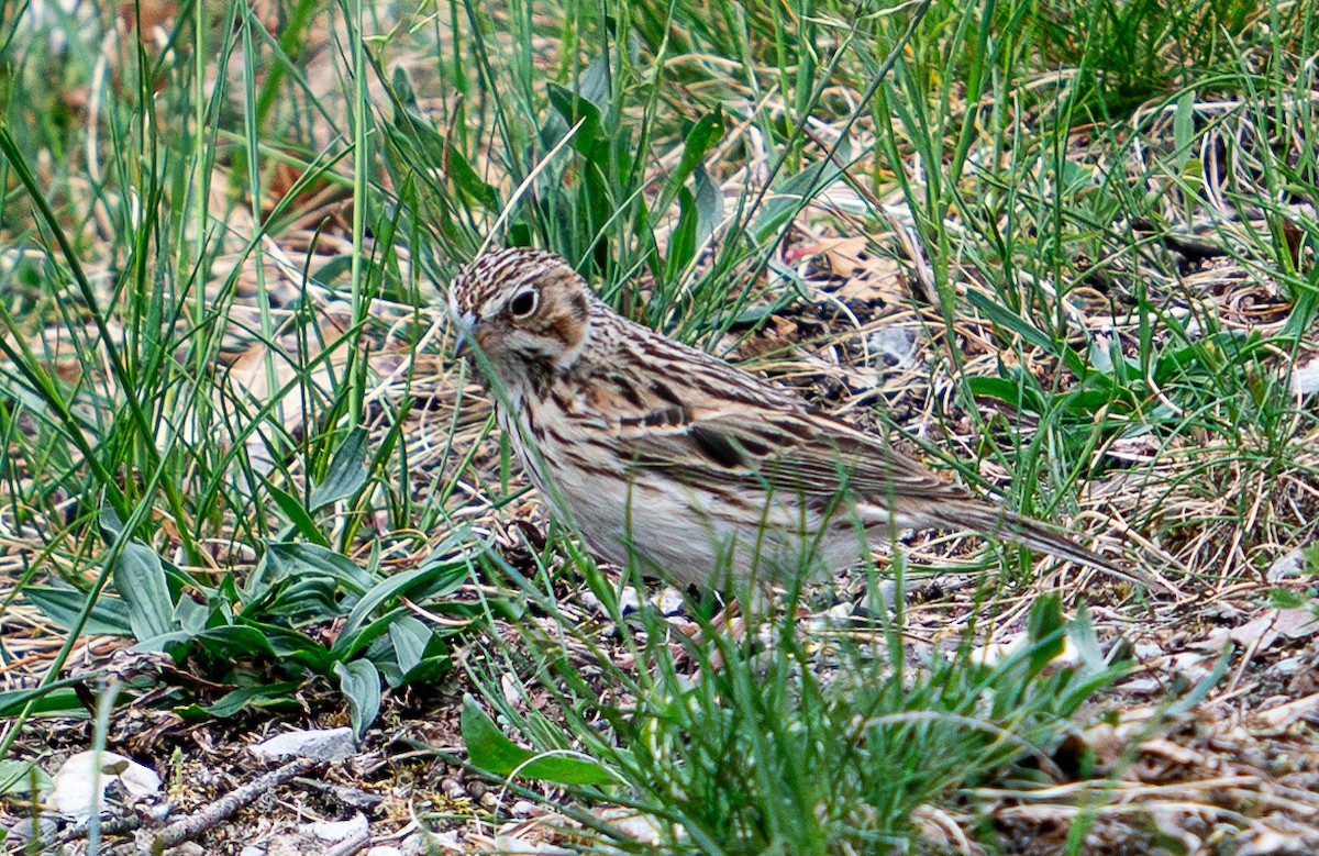 Vesper Sparrow - ML619497909