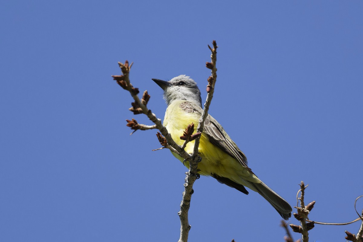 Tropical Kingbird - Anonymous