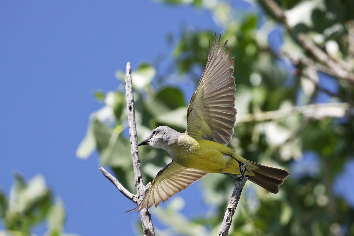 Tropical Kingbird - Anonymous