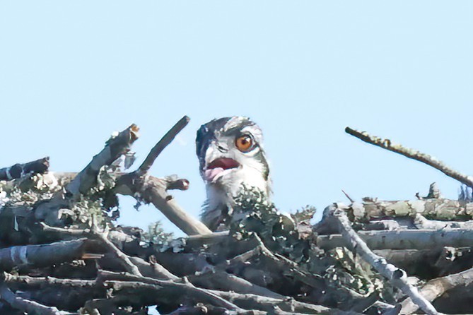 Osprey - David Wilson