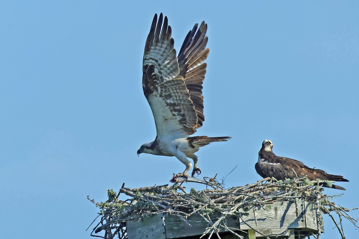 Osprey - David Wilson