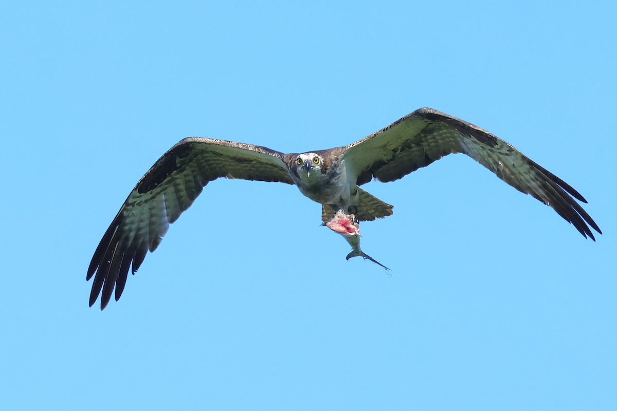 Osprey - David Wilson