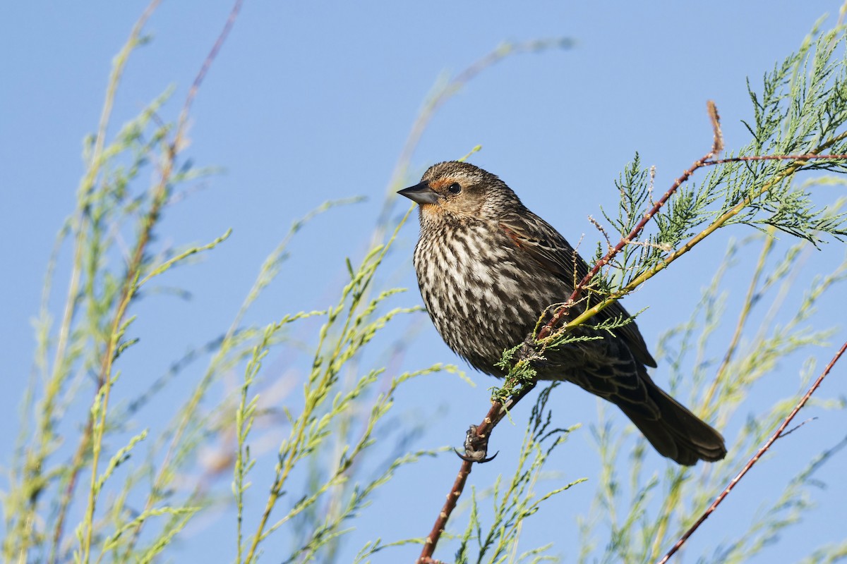 Red-winged Blackbird - Anonymous