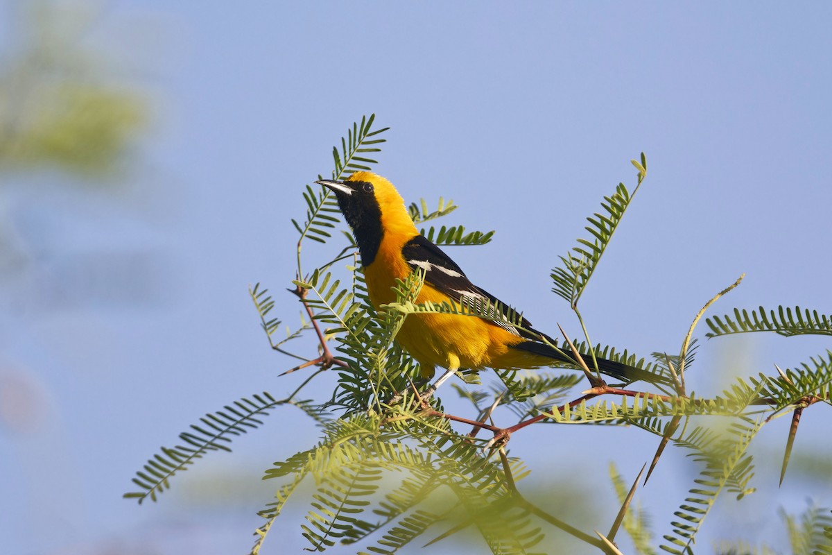 Hooded Oriole - Anonymous