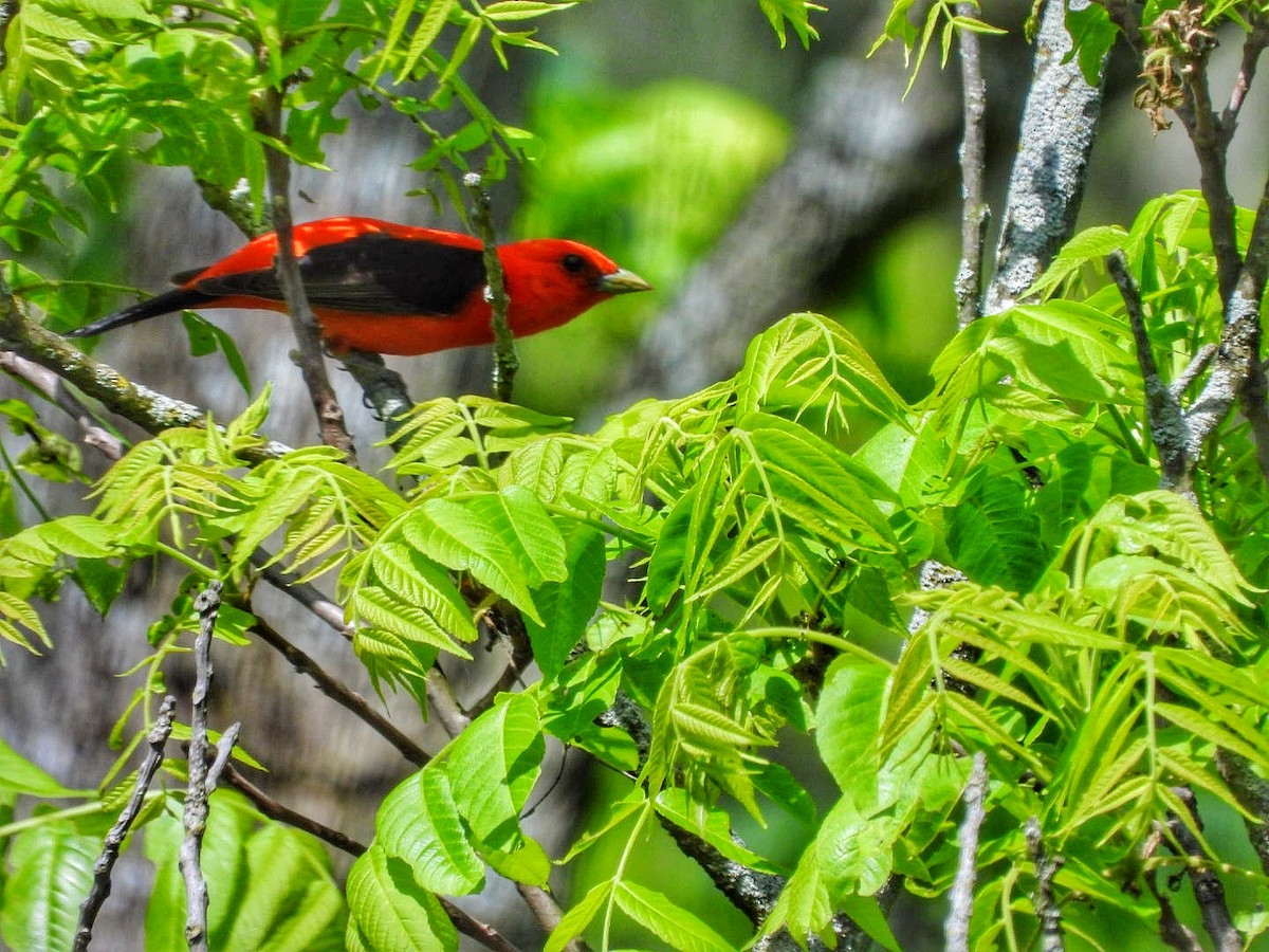 Scarlet Tanager - Gina Turone 🐩