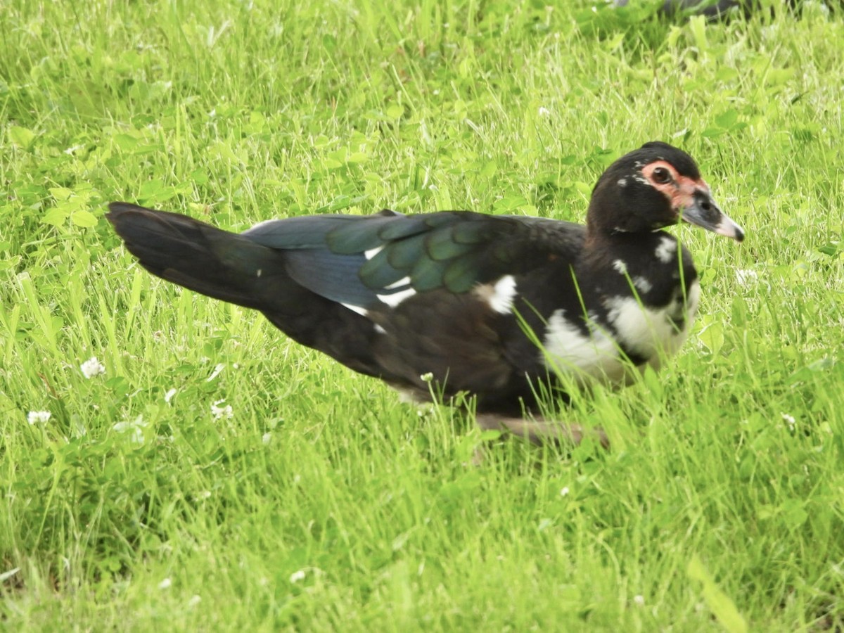 Muscovy Duck (Domestic type) - Kate Byrne