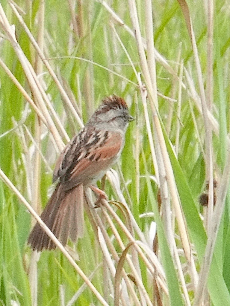 Swamp Sparrow - Don Hoechlin