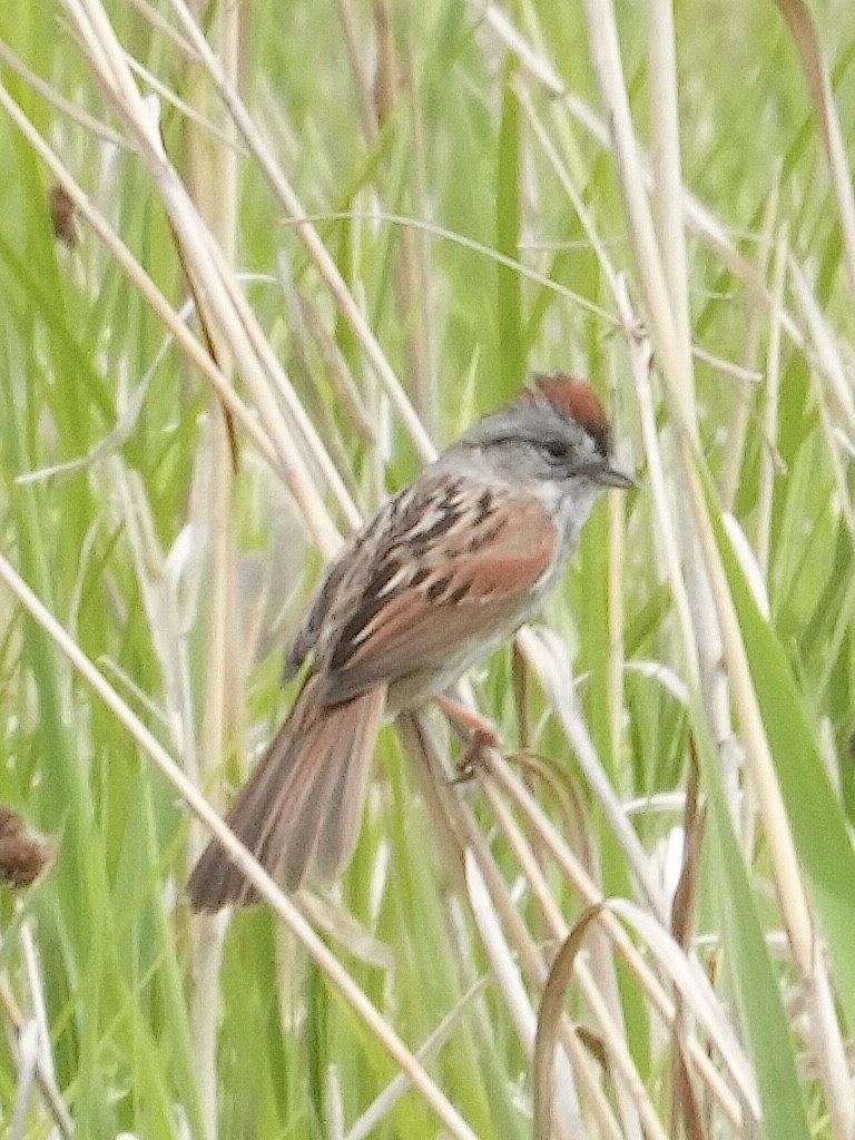 Swamp Sparrow - Don Hoechlin