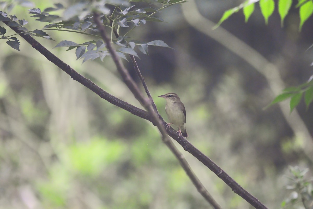 Swainson's Warbler - Daniel Conner