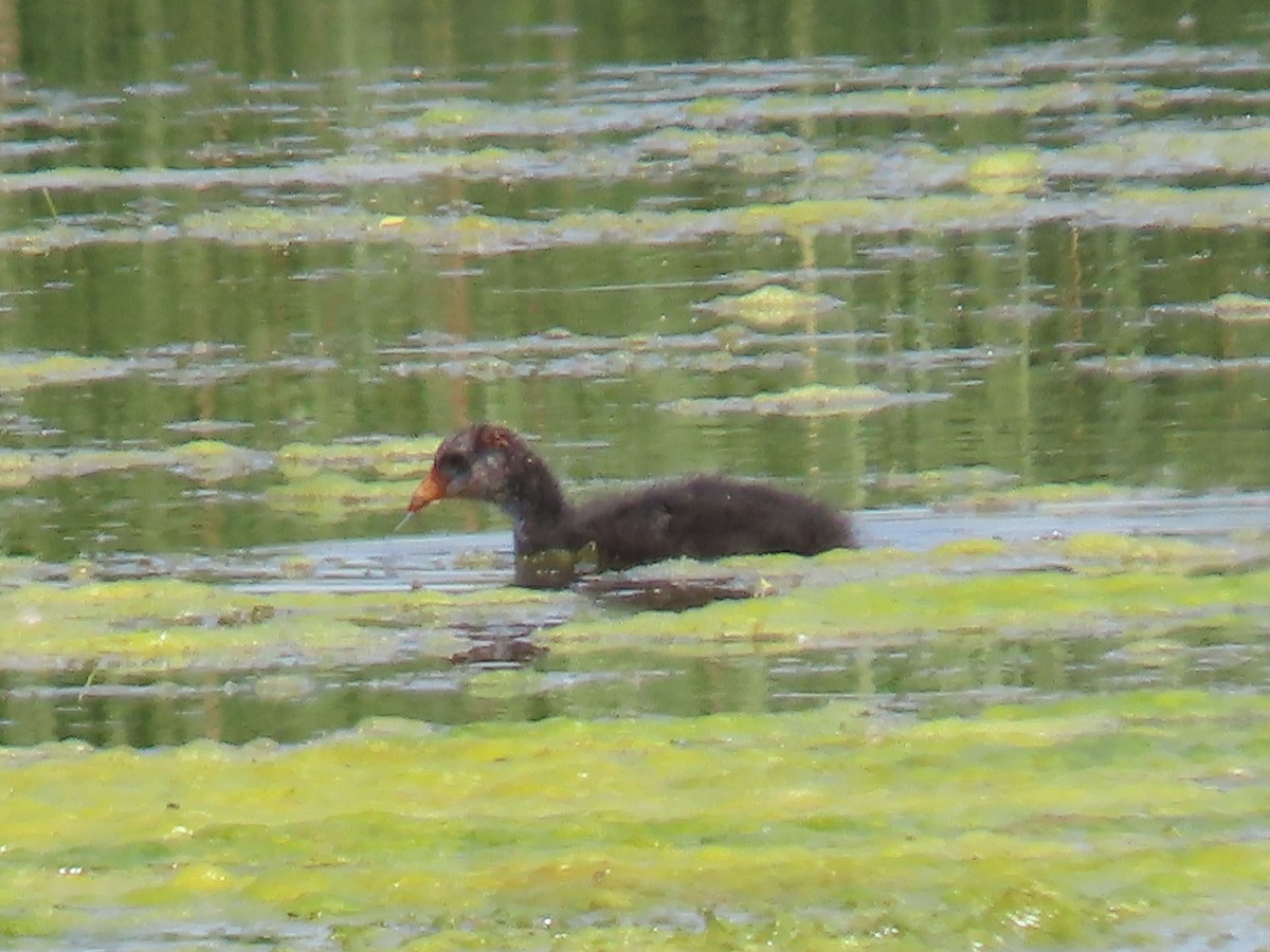 American Coot - Katherine Holland