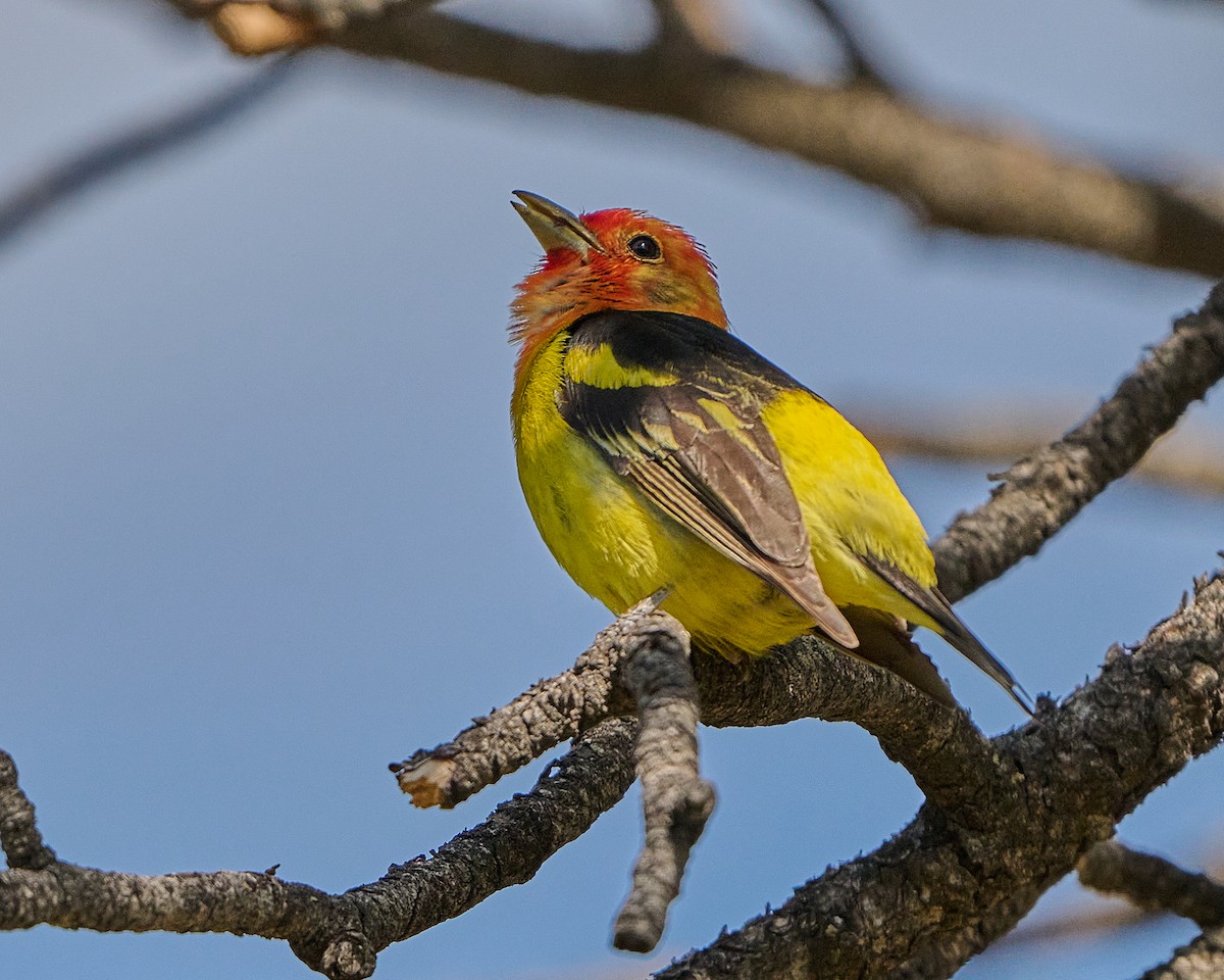 Western Tanager - Bruce Cyganowski