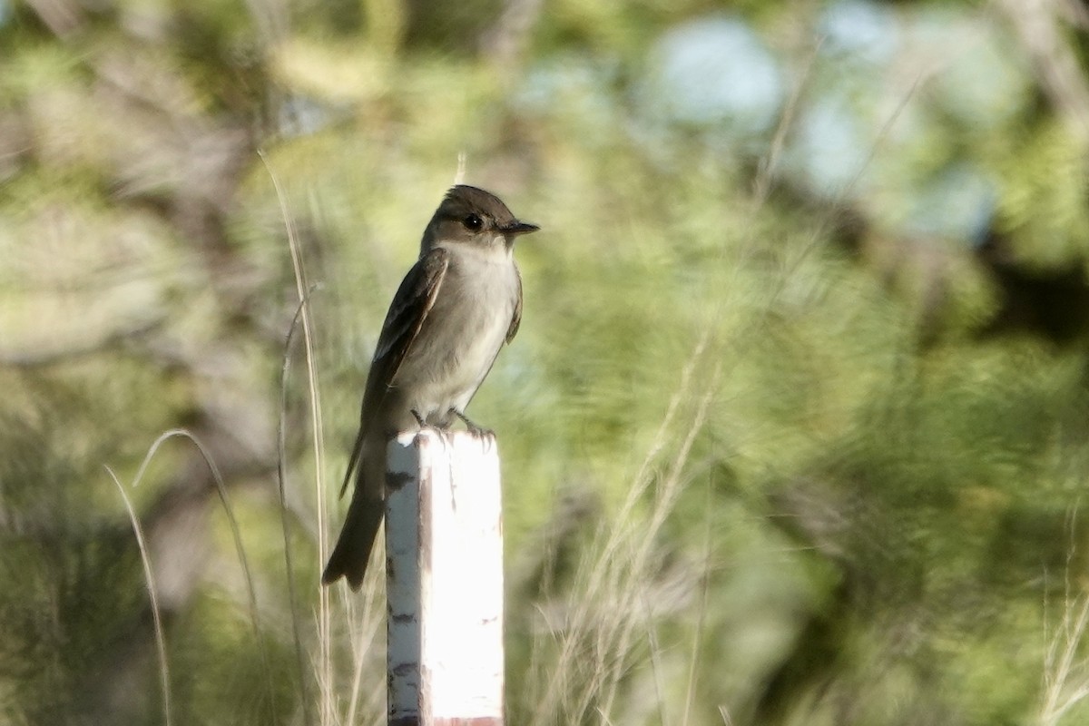 Western Wood-Pewee - Sara Griffith