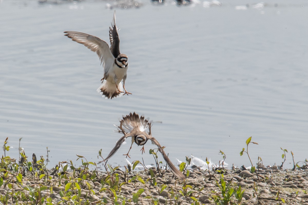 Little Ringed Plover - David Campbell