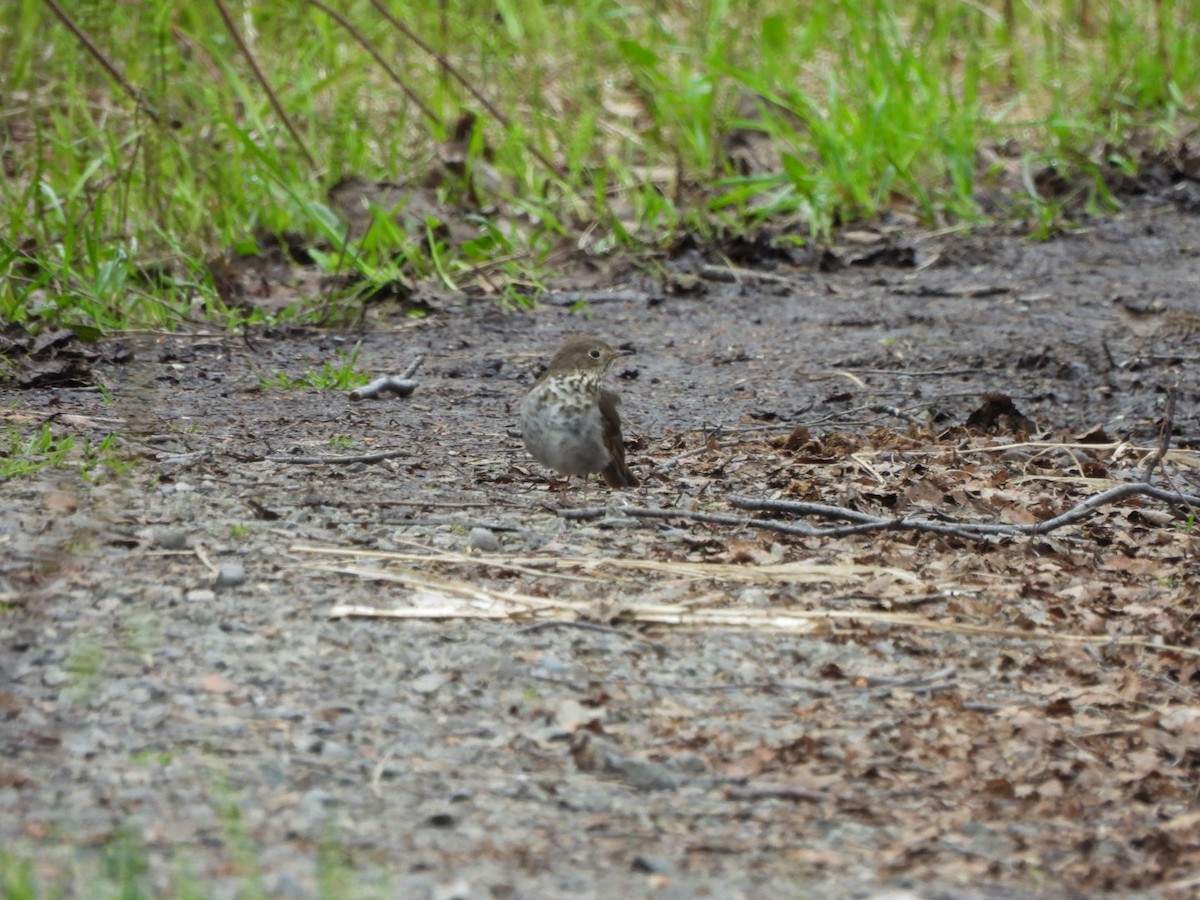 Hermit Thrush - Lachlan Bebout