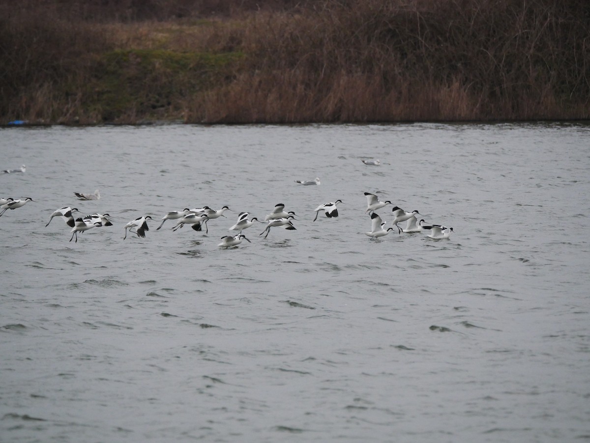 Pied Avocet - Gavin Thomas