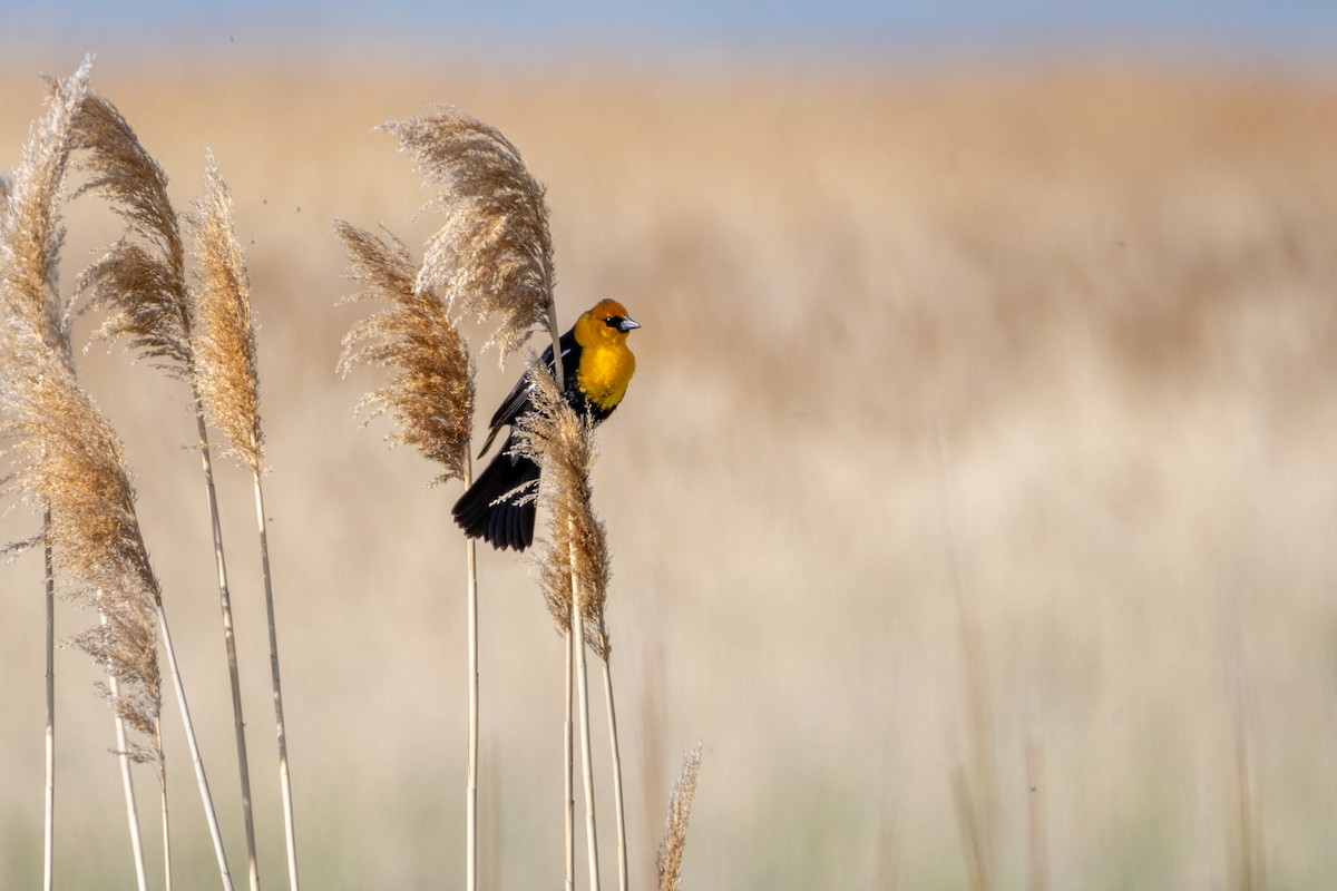 Yellow-headed Blackbird - Reuben Lim