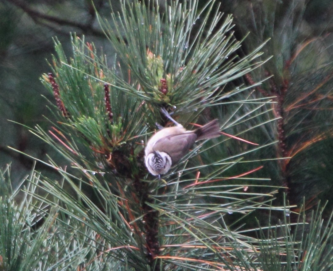 Crested Tit - Pablo Miki Garcia Gonzalez