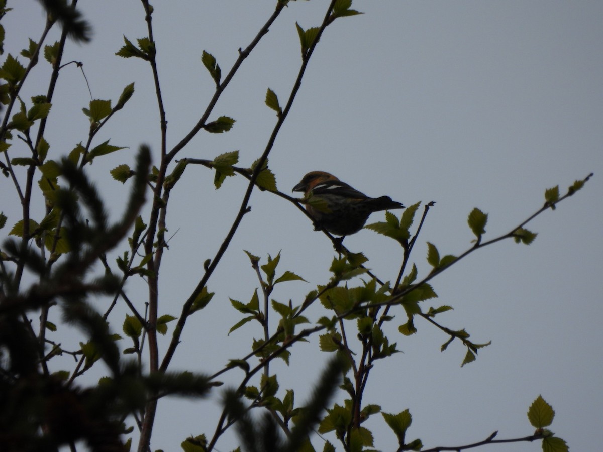 White-winged Crossbill - Lachlan Bebout