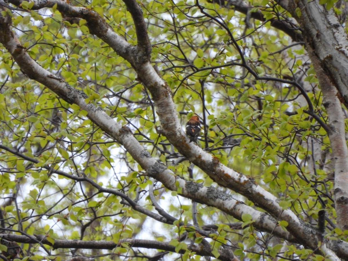 White-winged Crossbill - Lachlan Bebout