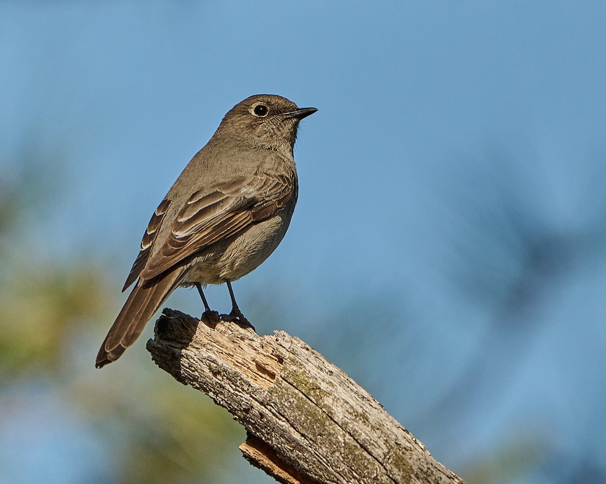 Townsend's Solitaire - Bruce Cyganowski