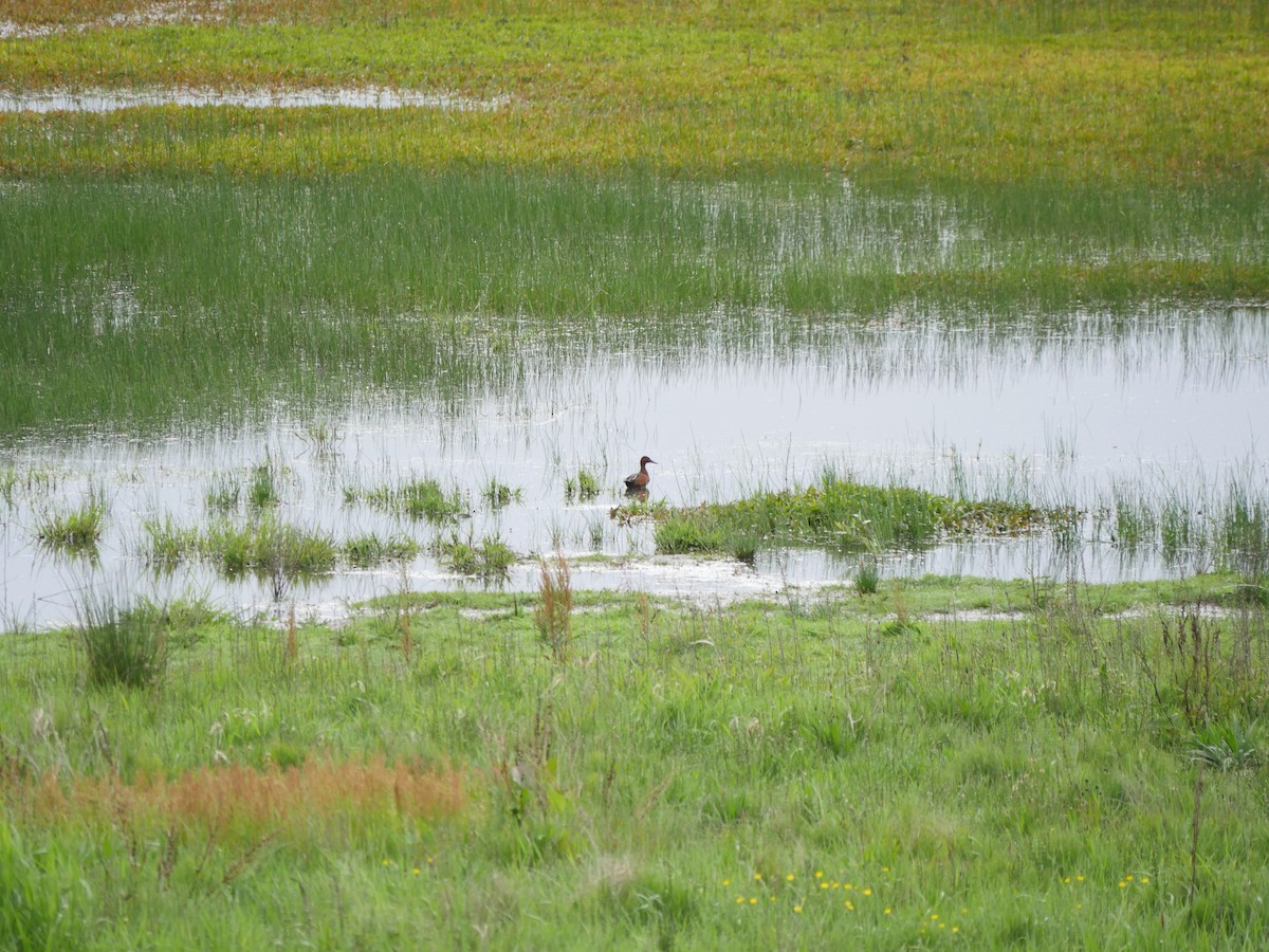 Cinnamon Teal - Derek Fekkes