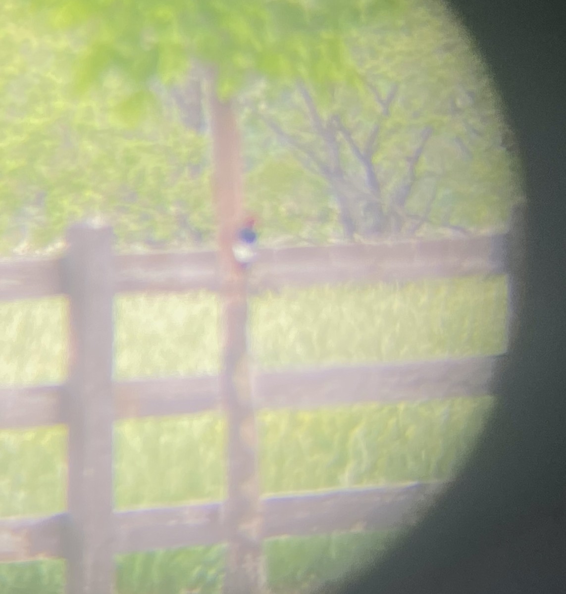 Red-headed Woodpecker - Dirk Draper