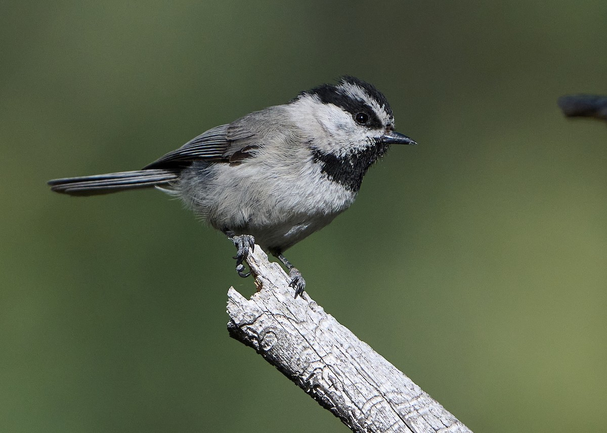 Mountain Chickadee - Bruce Cyganowski