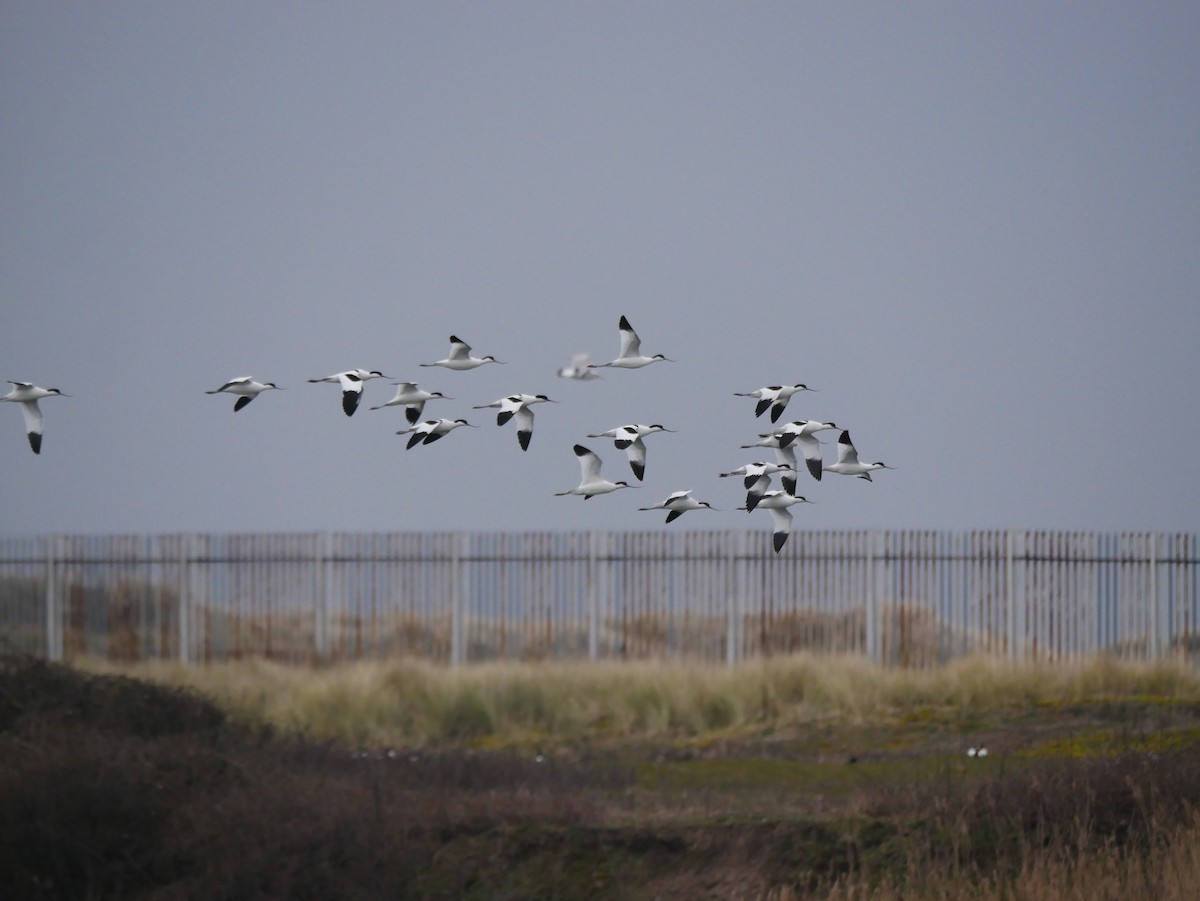 Pied Avocet - Gavin Thomas