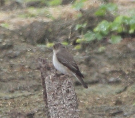 Spotted Flycatcher - Pablo Miki Garcia Gonzalez