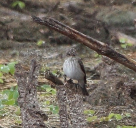 Spotted Flycatcher - Pablo Miki Garcia Gonzalez