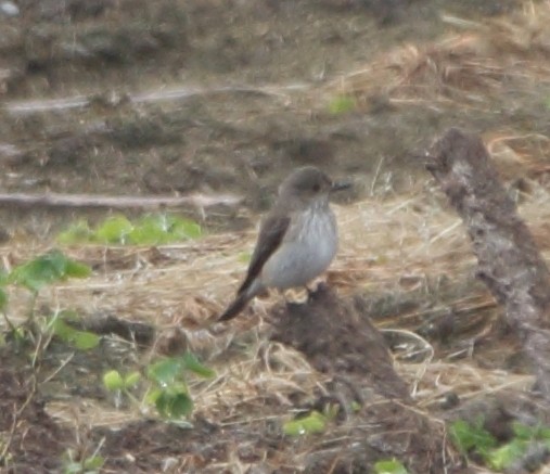 Spotted Flycatcher - Pablo Miki Garcia Gonzalez