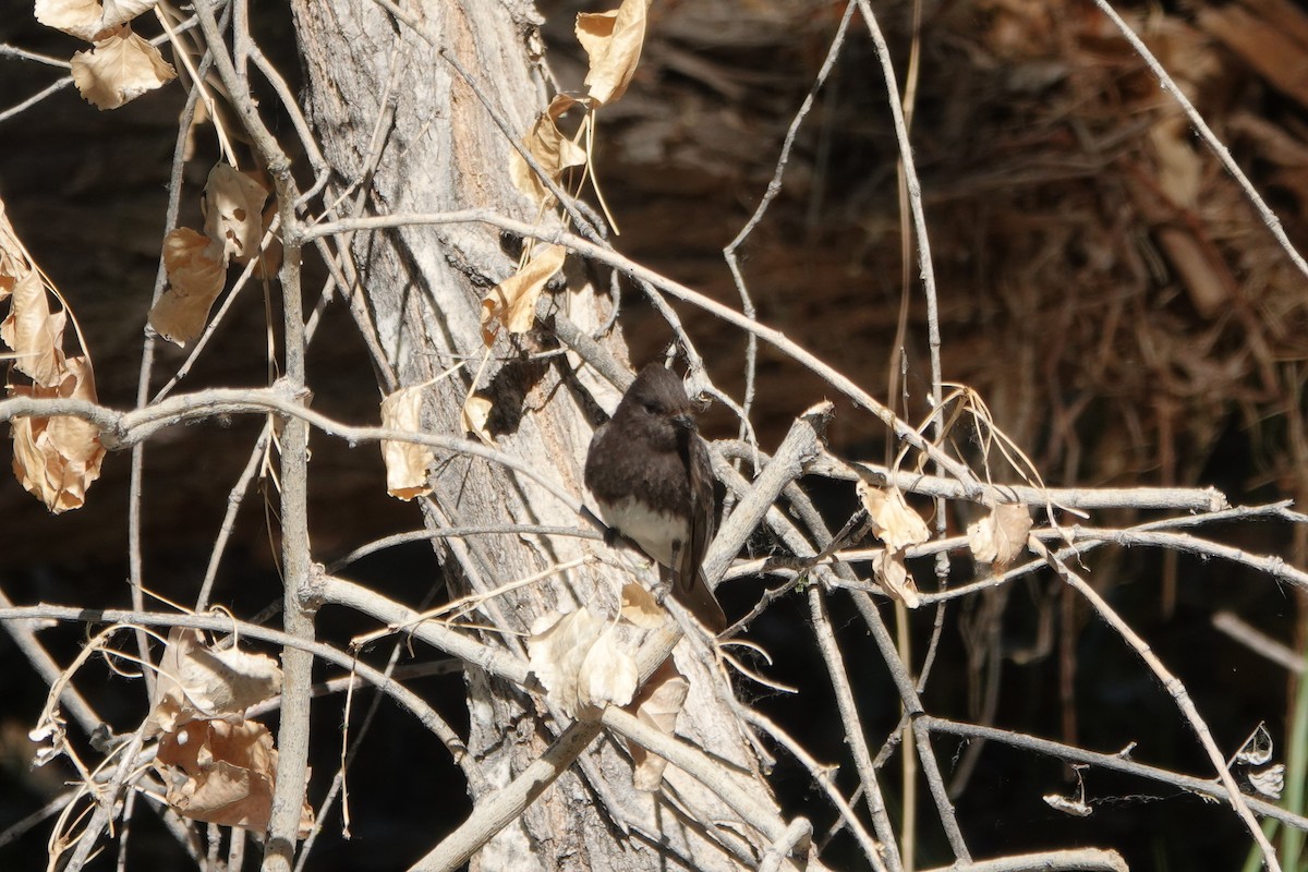 Black Phoebe - Sara Griffith