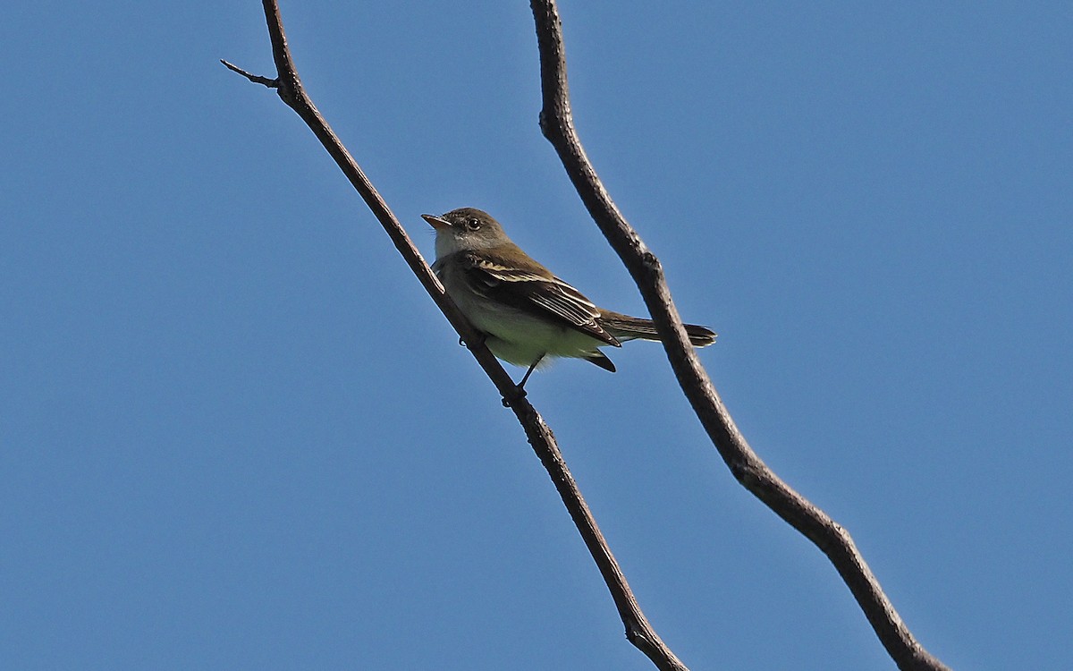 Willow Flycatcher - Gordon Johnston