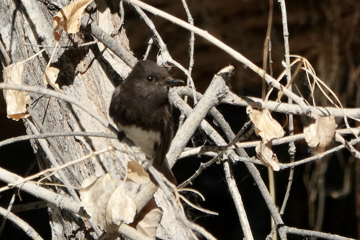 Black Phoebe - Sara Griffith