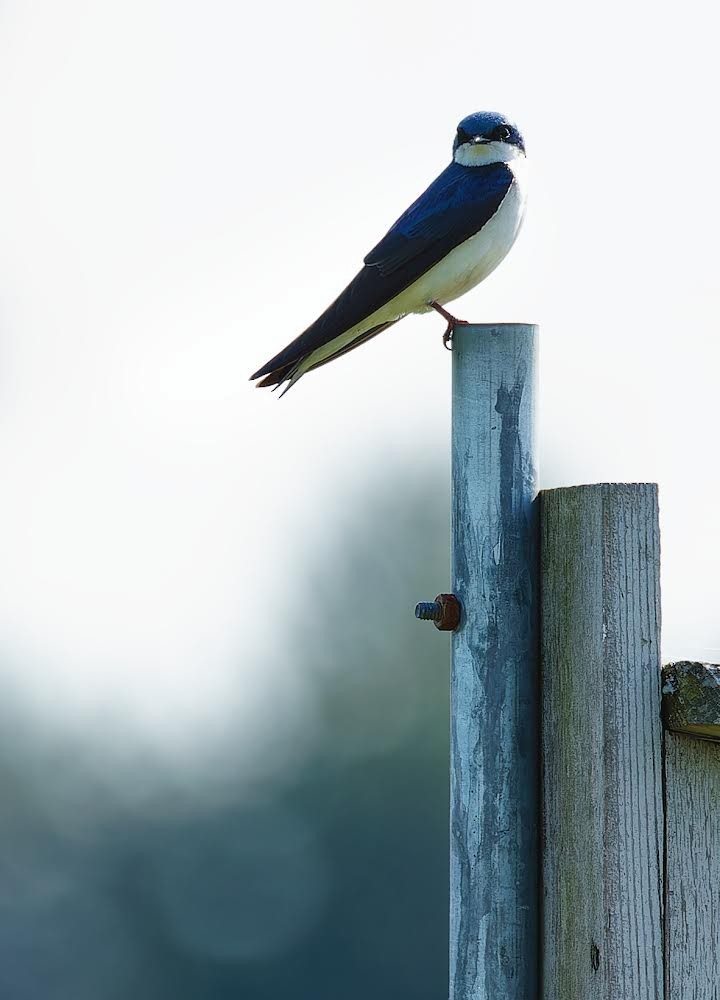 Tree Swallow - Becki Guy