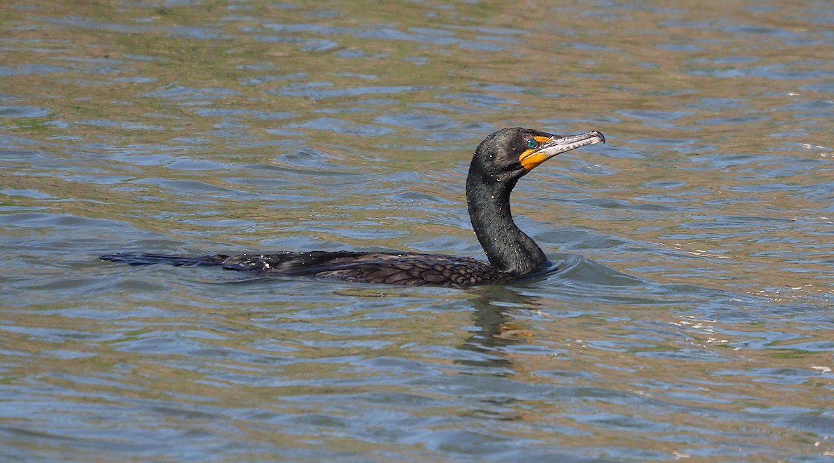 Double-crested Cormorant - Gordon Johnston