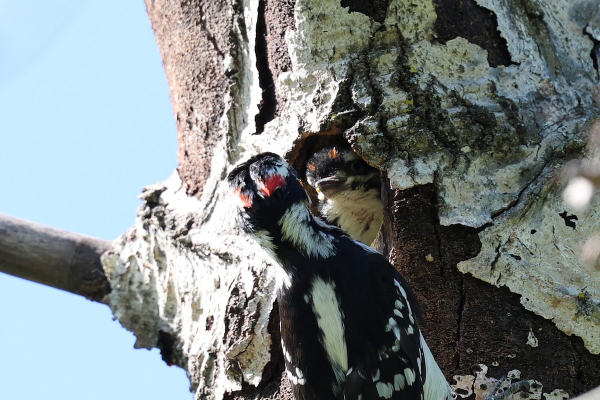 Hairy Woodpecker - Philip Barden