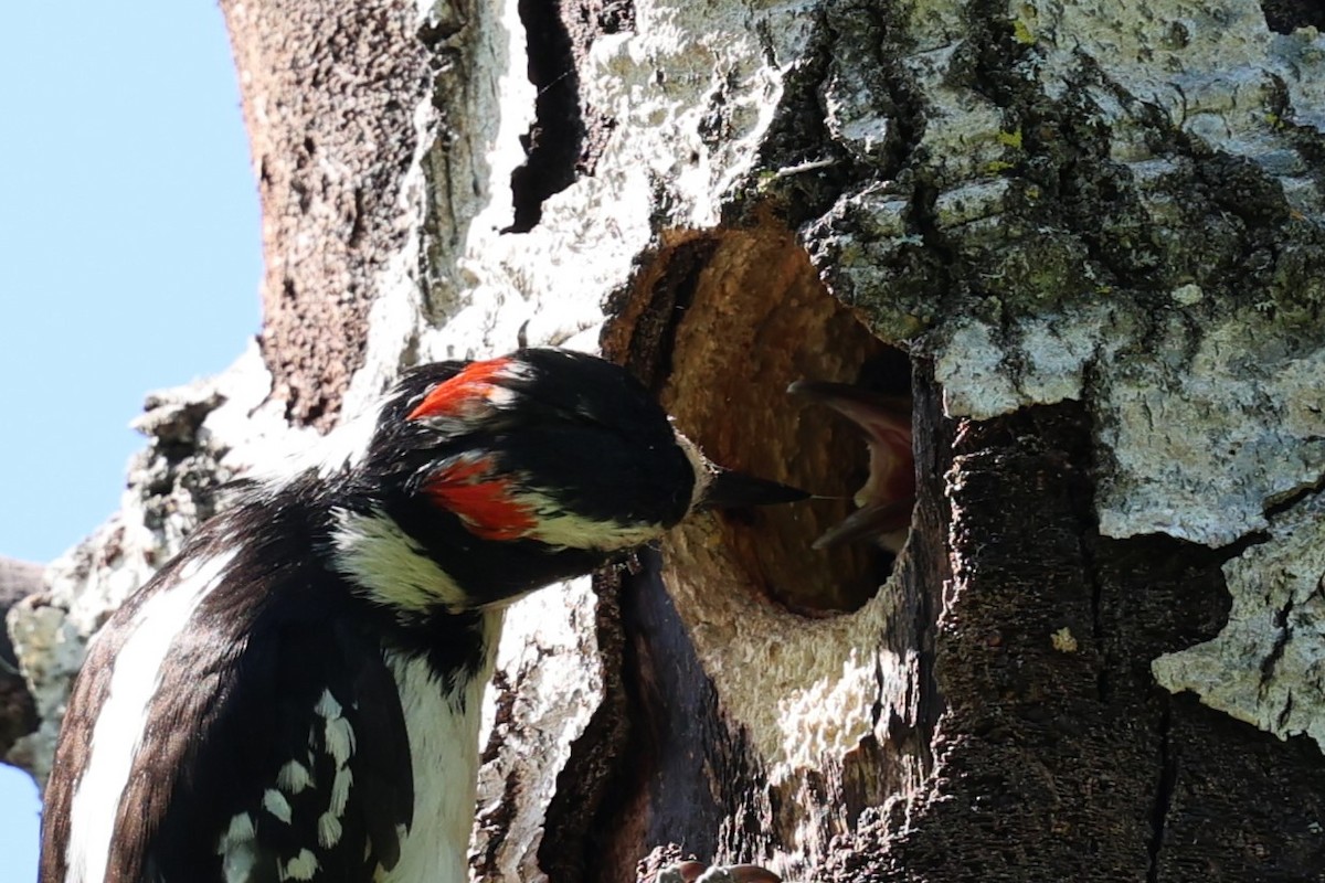 Hairy Woodpecker - Philip Barden