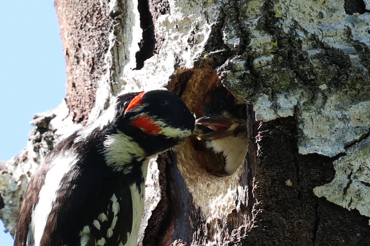 Hairy Woodpecker - Philip Barden