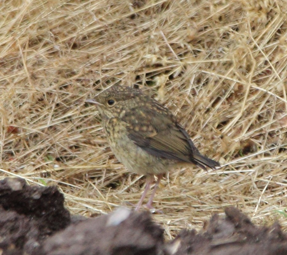 European Robin - Pablo Miki Garcia Gonzalez