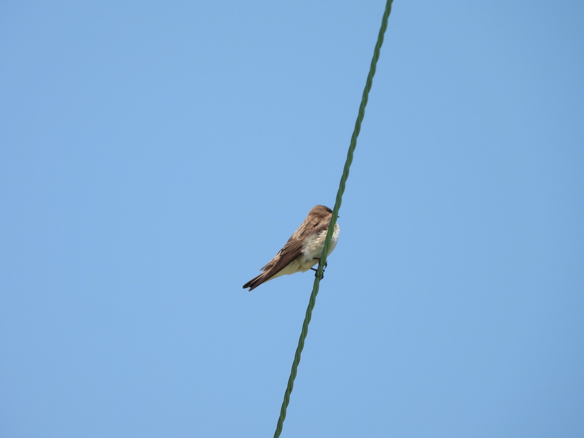 Golondrina Aserrada - ML619498064