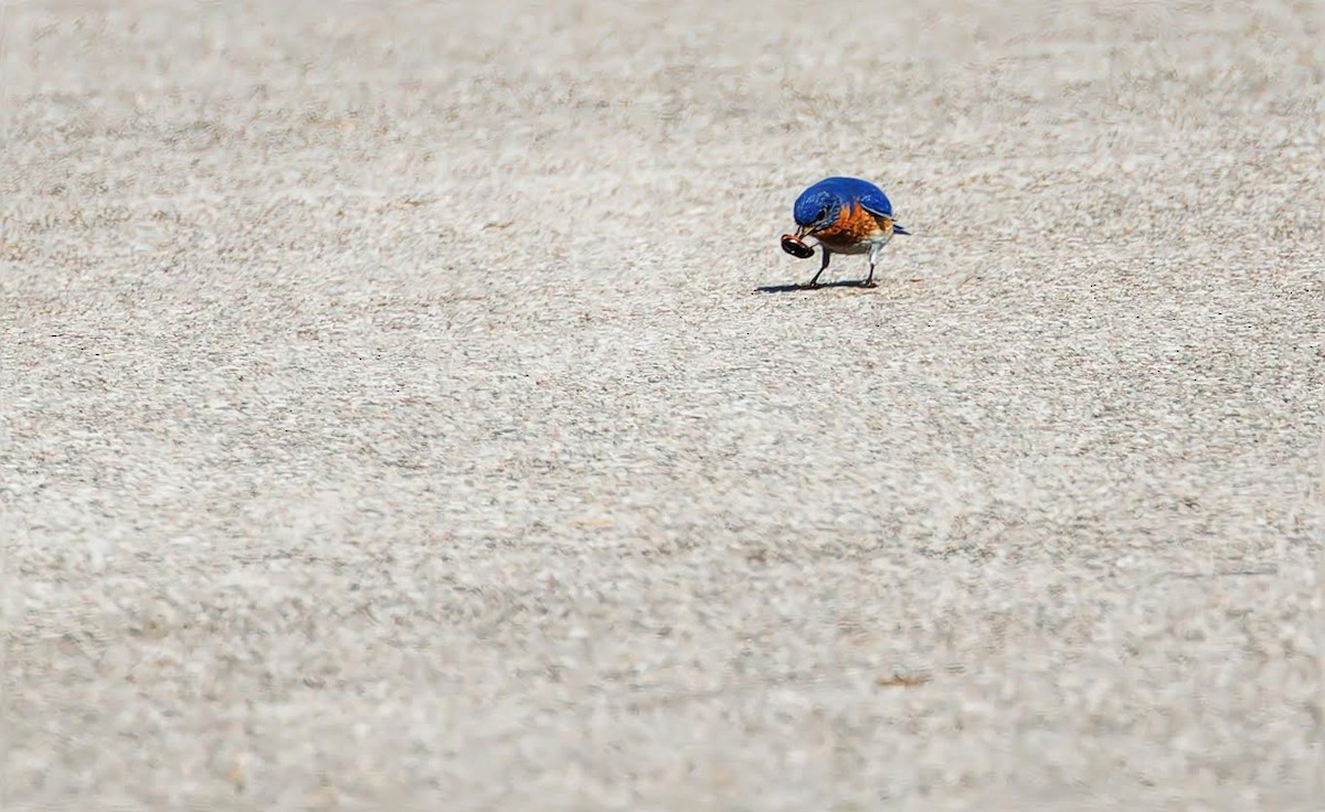 Eastern Bluebird - ML619498066