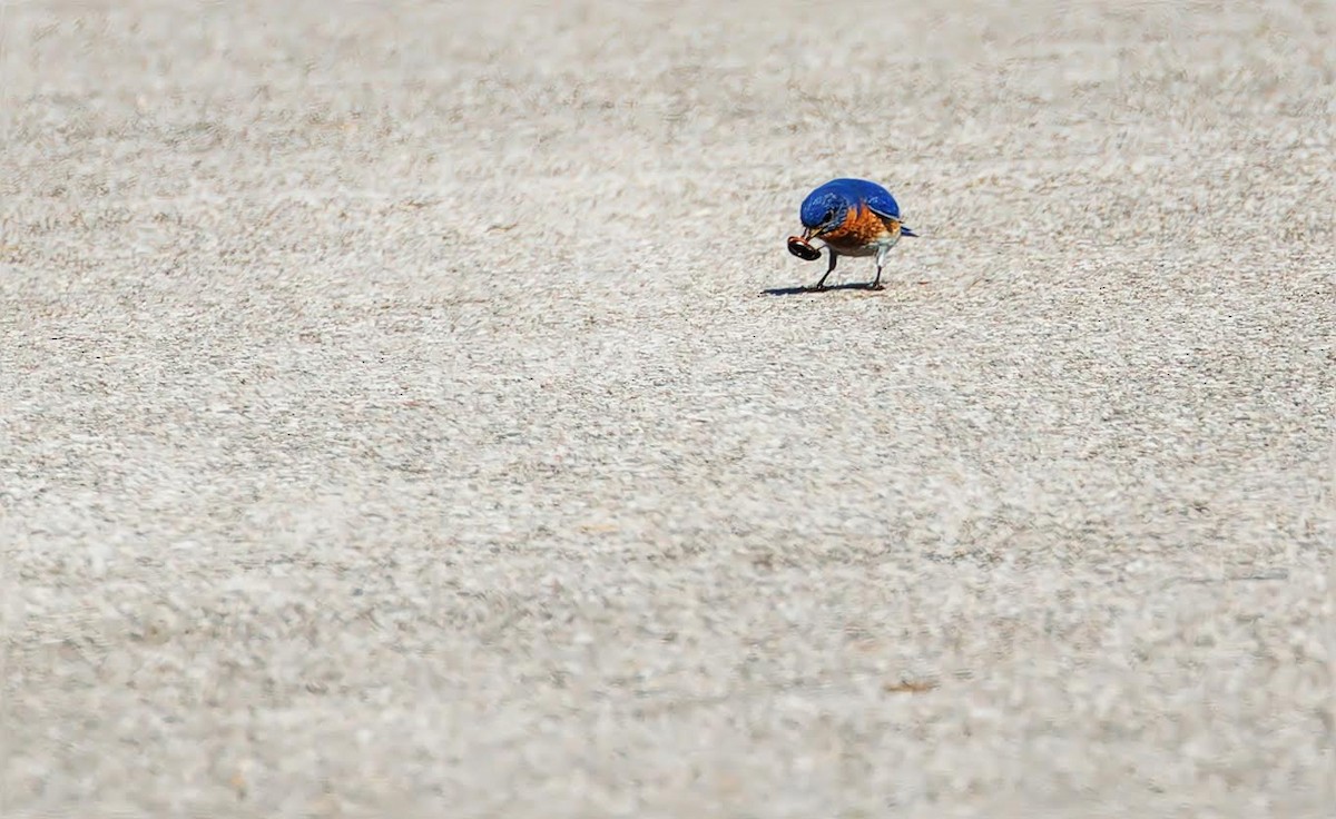 Eastern Bluebird - Becki Guy