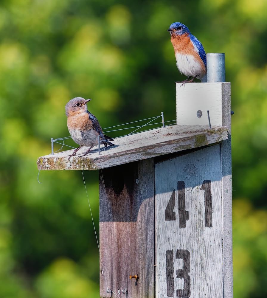 Eastern Bluebird - Becki Guy