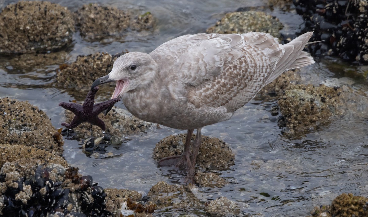 Glaucous-winged Gull - Greg Schrader