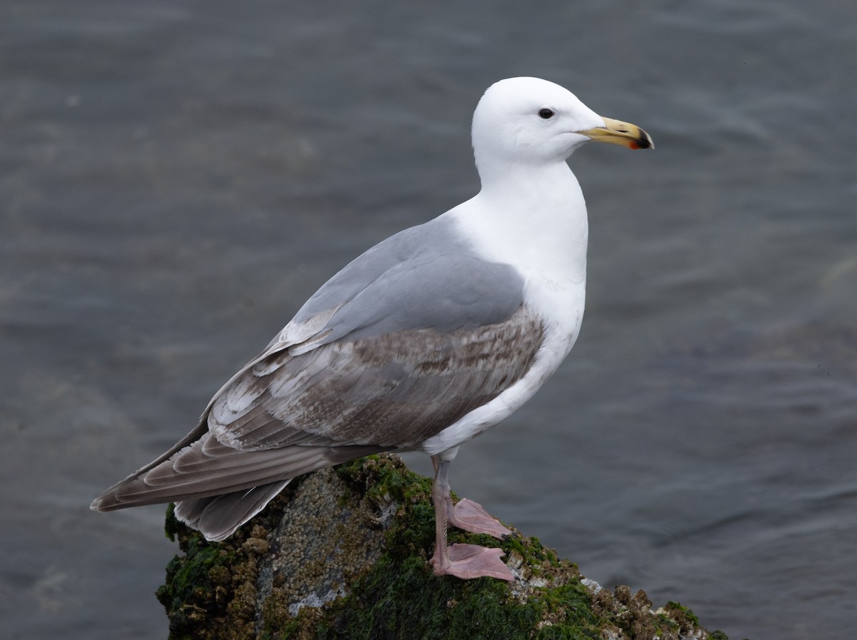 Western x Glaucous-winged Gull (hybrid) - ML619498073