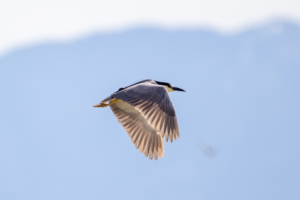 Black-crowned Night Heron - Reuben Lim