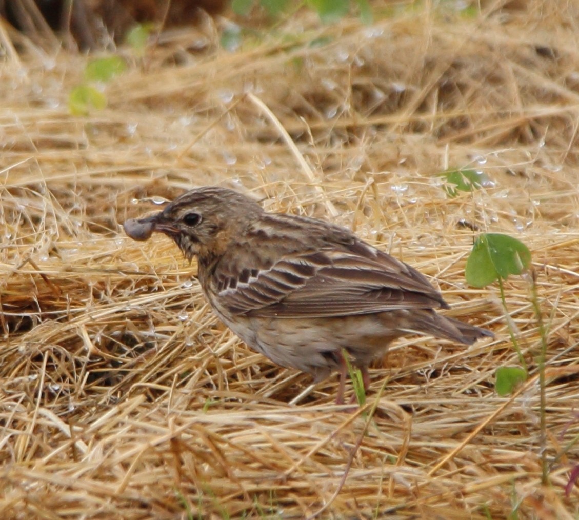 Tree Pipit - Pablo Miki Garcia Gonzalez