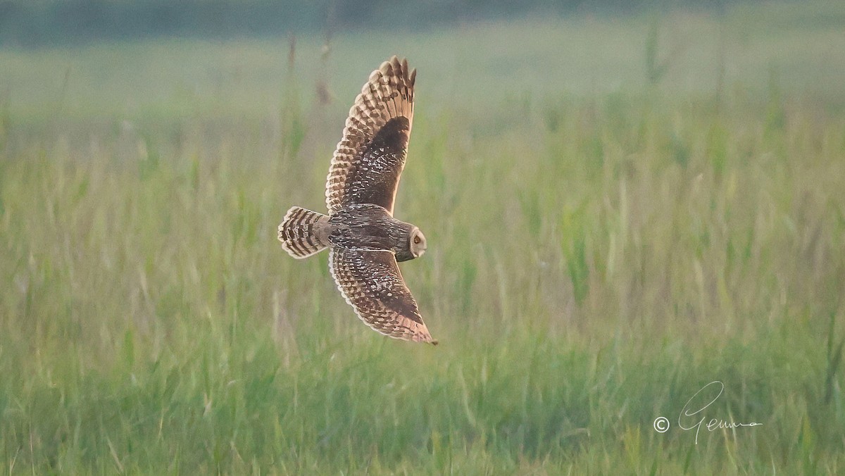 Short-eared Owl - Gemma Kelleher